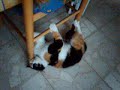 mdr chat marrant