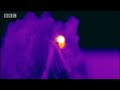 Clever queen bumble bees - Sir David Attenborough\ Clever queen bumble bees - Sir David Attenborough\