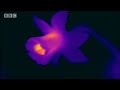 Clever queen bumble bees - Sir David Attenborough's Life in the Undergrowth - BBC wildlife