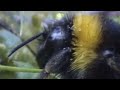 Clever queen bumble bees - Sir David Attenborough's Life in the Undergrowth - BBC wildlife