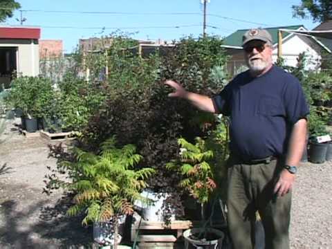 how to transplant tiger eye sumac