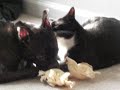 Kitty cleans Jack's ear