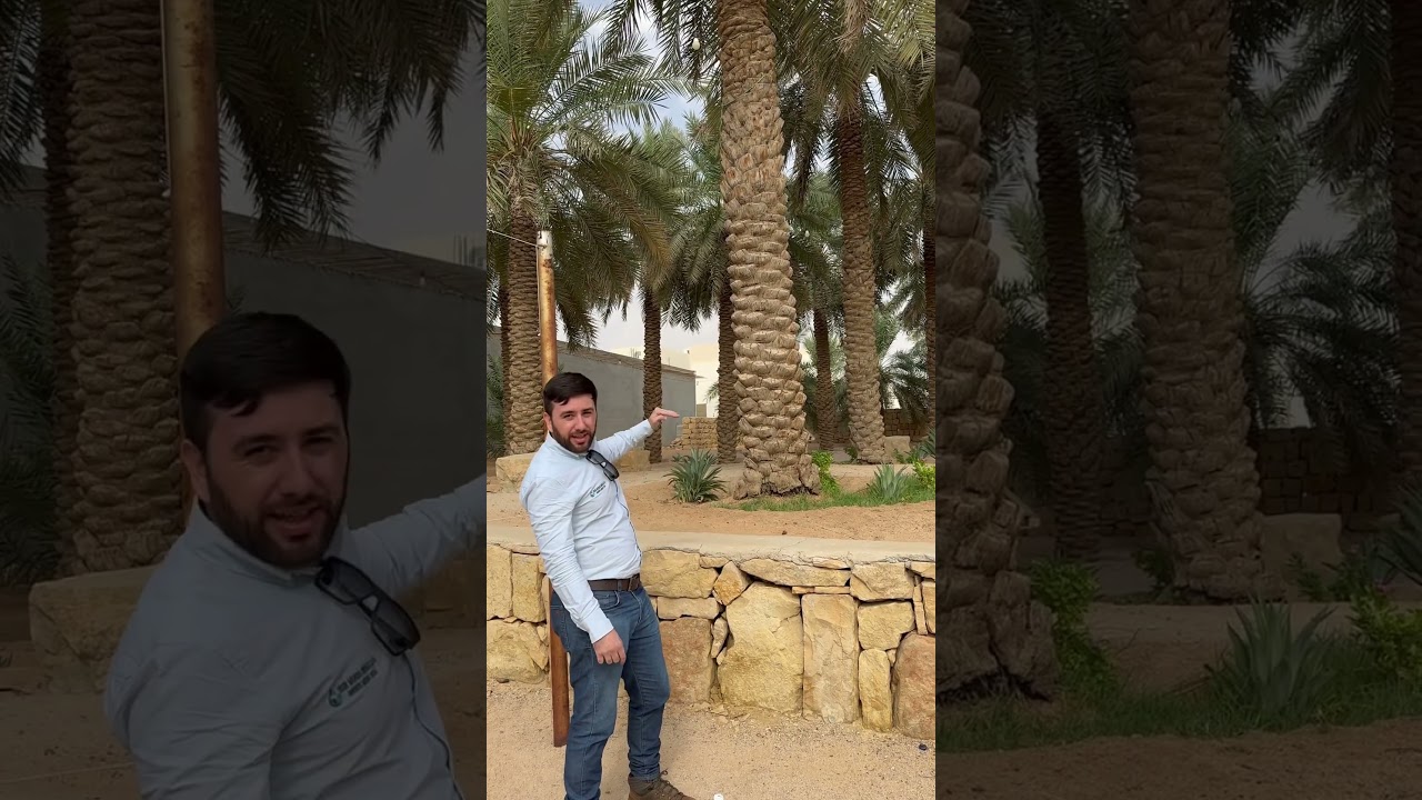 TÂMARAS NA ARÁBIA SAUDITA #irrigacao #pivocentral