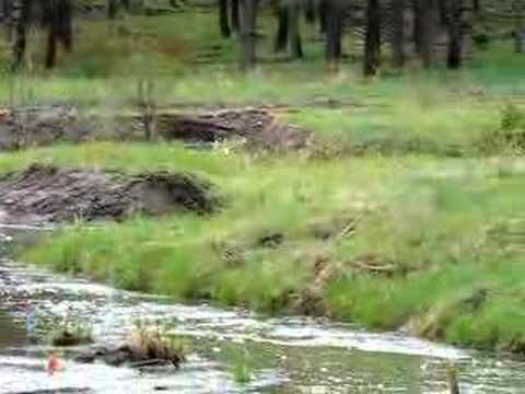 See video