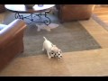 jack russell terrier Buda Dog as a baby jack russell terrier Buda Dog as a baby