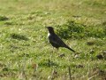 Beflijster, Ring Ouzel Beflijster, Ring Ouzel