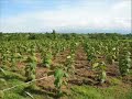 Teak Invest Bali Agro Jawa