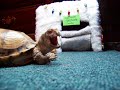 At Last: A Turtle\ At Last: A Turtle\