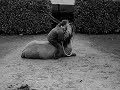 corde + licol + saut corde + licol + saut