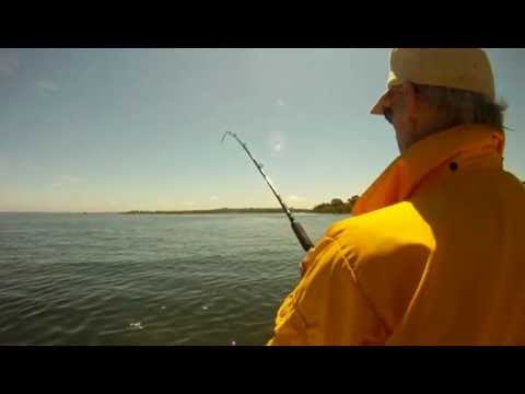 Live line large bait for stripers, using circle hooks