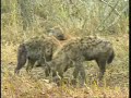 Hyena Pup\