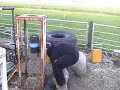 AlphaMuscles 105 kg stone 1,4 meter