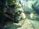Malawi aquarium fishes