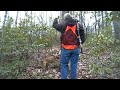 Squirrel Hunting with a Blackmouth Cur Treeing Cur