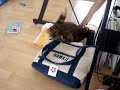 cat/dog