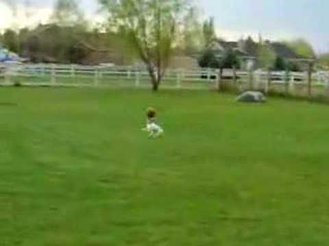 YouTube Трейлер