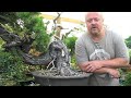 Bonsai for Less than the Price of a Shirt 
