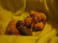 Sphynx Kittens at 2 1/2 weeks! Sphynx Kittens at 2 1/2 weeks!