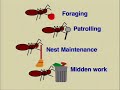 How Ant Colonies Get Things Done