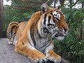 Pantera tijger