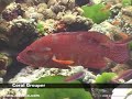 Scuba Diving in Viti Levu, Fiji - Coral Nirvana