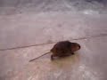 Hastung la Nutria comiendo un chupetin