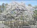桜の開花を一年越しのかく�...