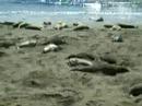 Elephant Seals