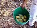 campeando