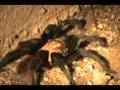 tarantula in our backyard