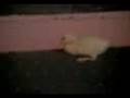 recuerdame (pato cochino)