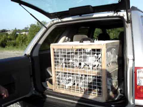 Pigeon Racing Racing Pigeon Toss Training Pigeons