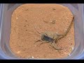 Scorp vs. Pede