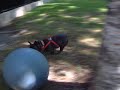 George likes to play yoga ball soccer pt. 2