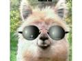 King of the llamas King of the llamas