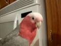 Toots playing in a coffee cup.