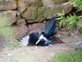 Sperber ertränkt Elster / sparrow hawk drowns magpie