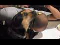 Bloodhound video