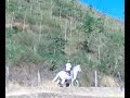 cavalo controlado,que ja ganhamos vários campeonatos com ele.neto do campeão nacional ESTÂNCIA ARCO-ÍRIS LINCE!!