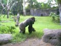 Male Silverback Gorilla walking by Male Silverback Gorilla walking by