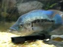 12\" Dovii (Wolf) Cichlid For Sale