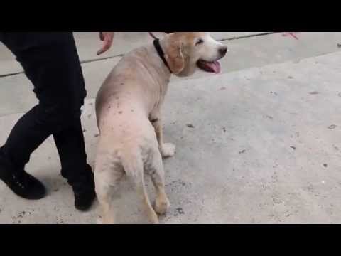 how to cure pyometra in dogs