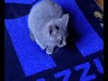 gatto certosino
