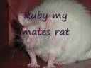 my rattie slideshow