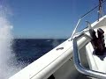 Wet Whaler