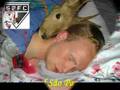 bambi (bambis) ingaypendente BIXARADA spfc