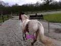 Nos chevaux, puissance saut d'obstacle