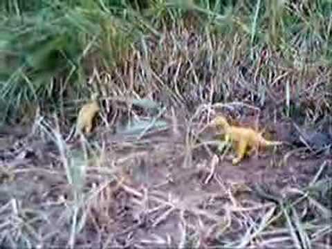 El Ataque del Velociraptor
