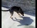 crossed-gull-terr-and-german-shepherd-puppies.html
