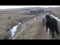 Charlot - Pony rescued from a French meat farm